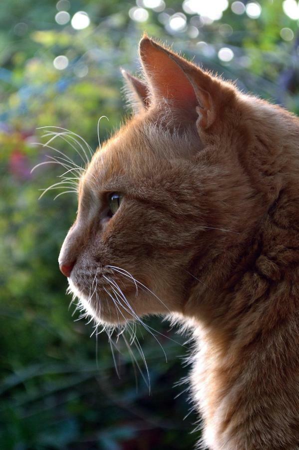 Le Chaton Rouge Saint-Pierre-du-Lorouër Eksteriør bilde